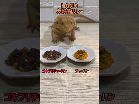 トカゲの大好物リレー③　〜ゴキブリしか勝たん〜