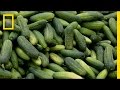 Preservation and Innovation in Pickling
