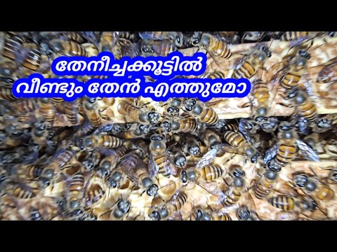തേൻ വന്നില്ലെങ്കിൽ തേനീച്ചക്കൂട് ഉടൻ ഒരു ഹണിചേമ്പറിലേക്ക് മാറ്റും || Beekeeping || തേനീച്ച വളർത്തൽ