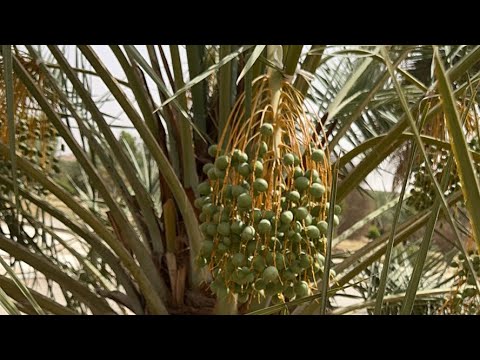 تسميد التمر