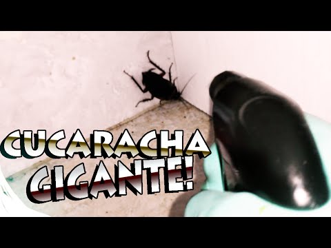 MATANDO A UNA CUCARACHA GIGANTE - AzTeKWolF