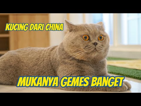 GEMES BANGET !!! KUCING 80 JUTA DARI CHINA