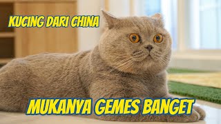 GEMES BANGET !!! KUCING 80 JUTA DARI CHINA