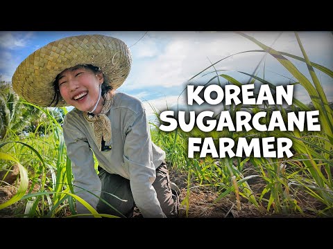 Day in the Life of a Sugarcane Farmer in the Philippines | TRABAHO