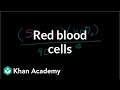 Understanding Red Blood Cells in the Human Body