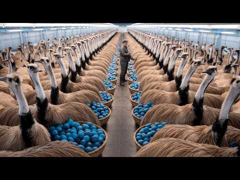 The Rising EMU Farming Industry Incredible Emu Meat & Egg Production  Why Are Emu Eggs BLUE