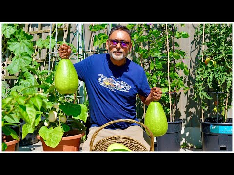 PEST FREE PRODUCTIVE GARDEN GROW ORGANICALLY | NEEM OIL FOR PLANTS