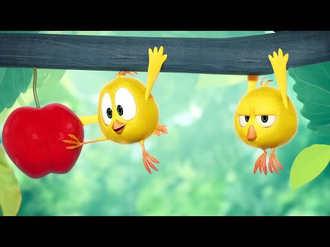 Dois pintinhos, maçã grande! | Onde está Chicky? | Coleção desenhos animados Infantil | Episódios HD