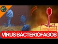Ciclos e Funções dos Vírus Bacteriófagos