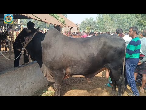 @ ২৩ ডিসেম্বর"২৪|| মাংসের ওজন সহ বড় বড় ষাঁড় গরুর দাম আমবাড়ী হাটে|| দিনাজপুর||