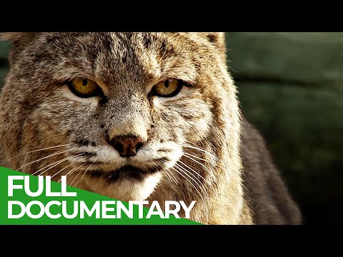 YouTube video thumbnail: Yosemite: America's Most Spectacular National Park