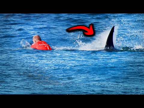 The Worst Shark Attacks 2024