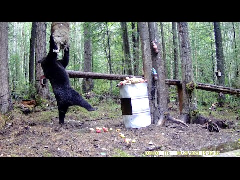 НЕ ВОВРЕМЯ ПРИШЛИ И СПУГНУЛИ МЕДВЕДЯ.