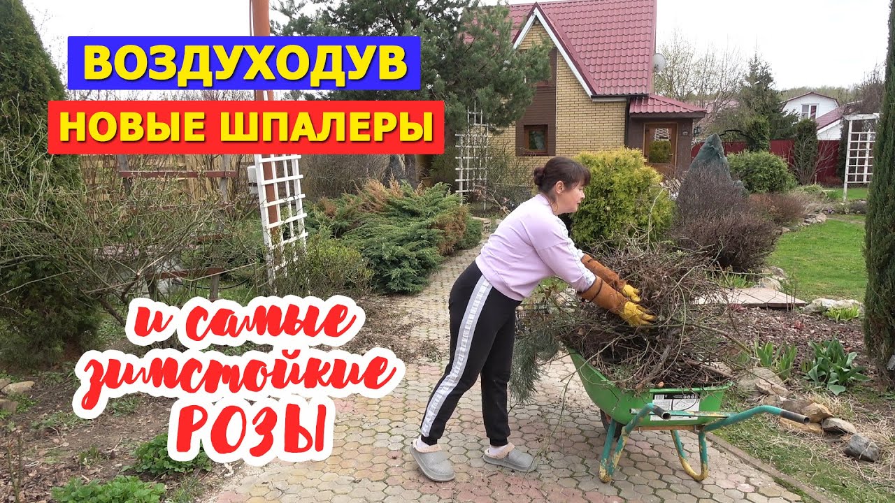 Новые шпалеры! Воздуходув. И самые зимостойкие розы в моем саду!