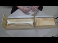 Osteometric and Caliper Measurements