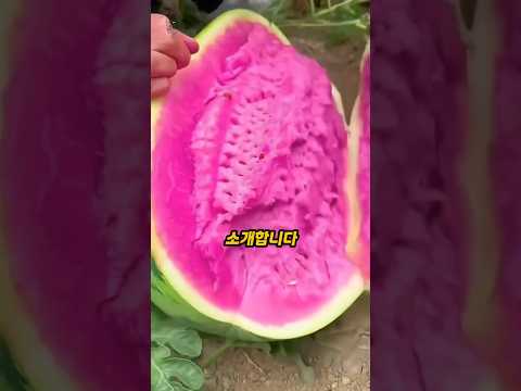 전세계 희귀한 과일 TOP5