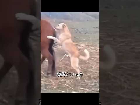 馬の後ろ蹴りの威力 #馬 #動物