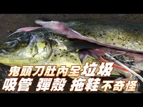 鬼頭刀魚悲歌 垃圾塞滿肚 | 台灣蘋果日報 - YouTube