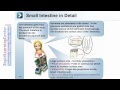 Human Digestive and Respiratory Systems