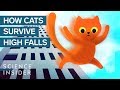 Cats and Their Falling Abilities