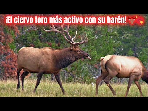 🦌 Ciervo toro: ¡dominando tu harén durante la temporada de reproducción! 🌿🔥