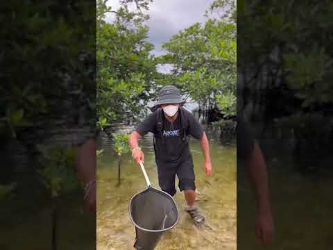 Menangkap kepiting besar di laut #BikinBareng