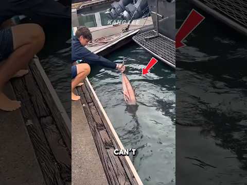 Feeding a Giant Sunfish! 😱 #shorts