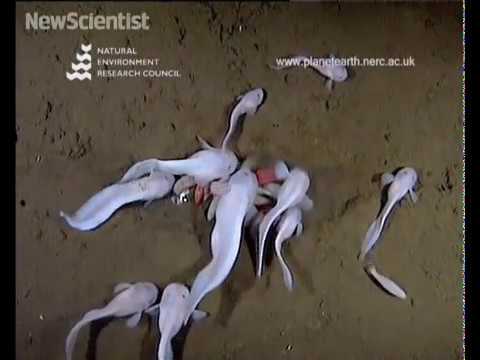 World's deepest living fish