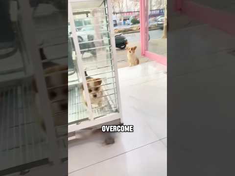 A dog mom who’lol always love her pup 🥲#shortvideo #dog #cute #love #mom
