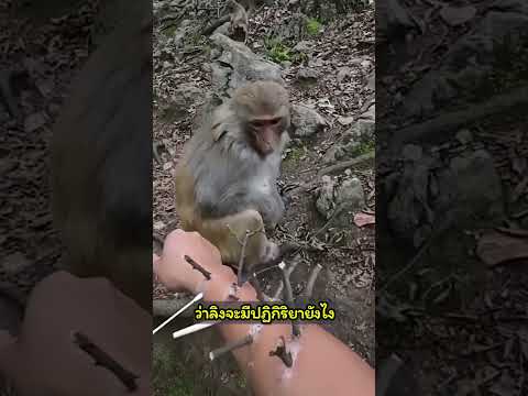 ถ้าลิงเห็นมนุษย์มีกิ่งไม้อยู่บนแขนจะทำยังไง!? #เล่าเรื่อง #ตลก #พากย์ไทย