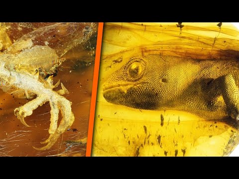 5 Strange Prehistoric Creatures Found Trapped In Amber