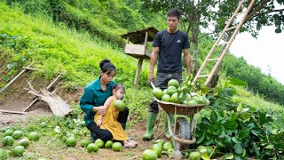Gardening, Growing Sweet Potatoes, Animal Care, Family Farm