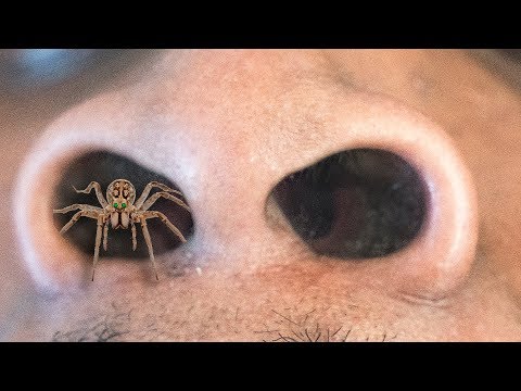 GIANT Spider Gets STUCK in My Friends NOSE!