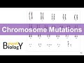 Genetic Mutations and Disorders