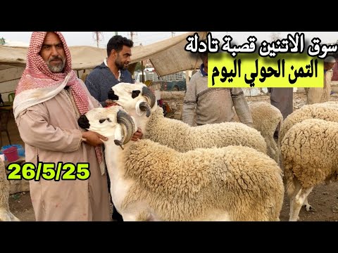 مباشرة من سوق الاتنين قصبة تادلة 26/5/25 مع تمن الحولي و النعجة و حولية 🐑🐑🇲🇦