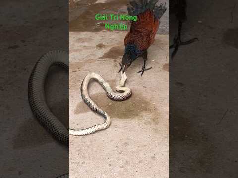 #shorts #viral #природа Khắc Tinh Loài Rắn #рысь #лиса #shortvideo #trending #funny #india