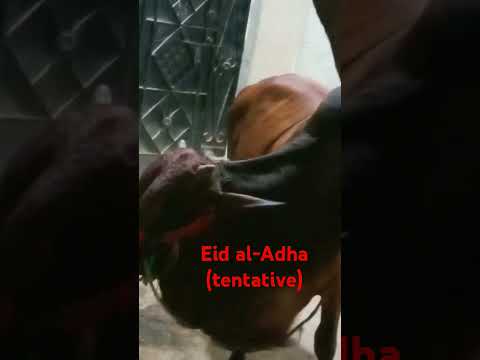 #eiduladha 2025 MashaAllah 🙂 Cow Back home Eid Have been there #subscribers