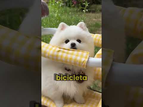 BICICLETAS para MASCOTAS