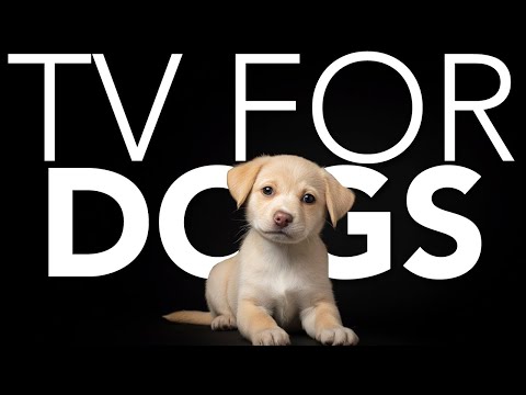 10 HOURS of Dog Adventure TV 💖🦮 Dog Hiking TV: Virtual Nature Adventures From Your Couch