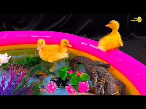 Baby duck ducklings, awesome pool, colorful eggs fish surprise, koi, betta fish satisfying, goldfish