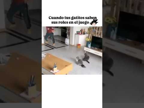 Gatos divertidos #shorts #viralshorts #dragonballz #goku