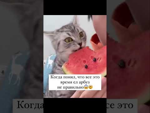 #окраскота #кот #юмор #catlover