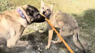 ALFA KURT’U KÖPEKLERİN YANINA GÖTÜRDÜM. DUMAN ALFAYA SALDIRDI.