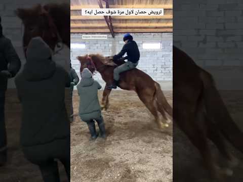 Taming a horse for the first time. see what happened? 😲🙄 #٦٠شو_مع_الدكتور_ØØ§ØªÙ…_ستين