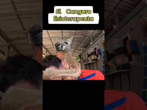 Un canguro resultó ser un fisioterapeuta