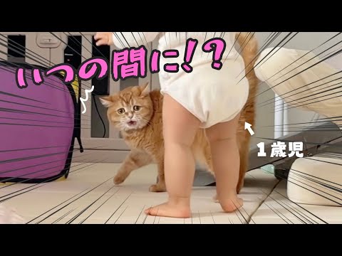 気を抜いていたら1歳児が真後ろにいた時の猫の反応w