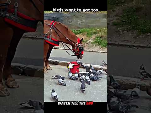 Respect to the Kind Horse 🐴❤️ #trending #animals #wildlife #shorts #horse #birds #youtube
