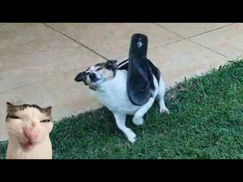 Funniest Videos Animals 🐧 - Best Of The 2025 Funny Cat And Dog Videos 😁