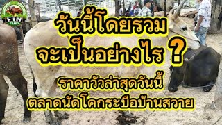 วันนี้โดยรวมจะเป็นอย่างไร ? ราคาวัวล่าสุดวันนี้ตลาดนัดโคกระบือบ้านสวาย"วัว 1,800 ตัว