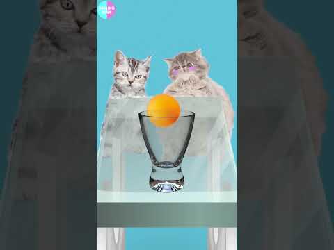 Friendship over Victory 🐱/승부보다는 우정이야!! #cat #cute